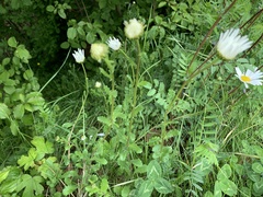 Leucanthemum vulgare
