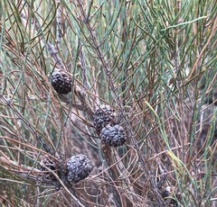 Allocasuarina pusilla