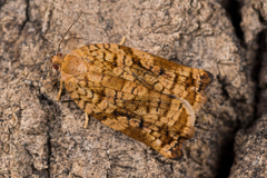 Archips oporana