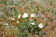 Callianthemum sajanense