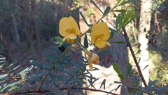 Pultenaea euchila