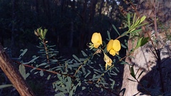 Pultenaea euchila