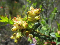 Penaea cneorum gigantea