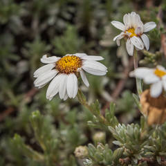 Eumorphia prostrata