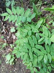 Polygonatum orientale