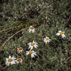 Eumorphia prostrata
