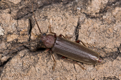 Arhopalus rusticus