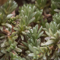 Eumorphia prostrata
