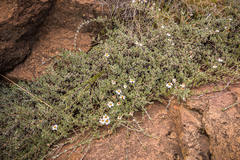 Eumorphia prostrata