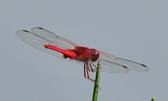 Urothemis signata insignata