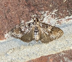 Palpita arsaltealis