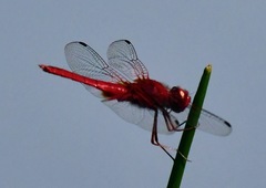 Urothemis signata insignata