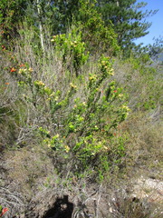 Penaea cneorum gigantea