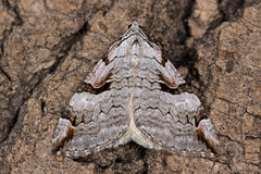 Aplocera praeformata