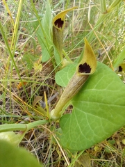 Aristolochia pallida castellana
