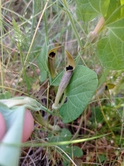 Aristolochia pallida castellana