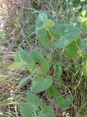 Aristolochia pallida castellana