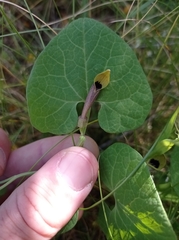 Aristolochia pallida castellana