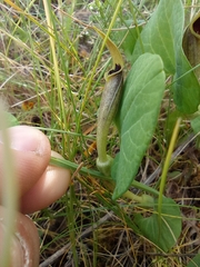 Aristolochia pallida castellana