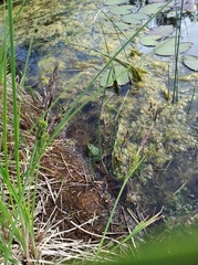 Pelophylax