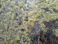 Pelophylax
