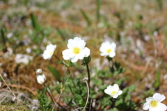 Callianthemum sajanense