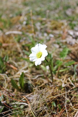 Callianthemum sajanense