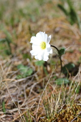 Callianthemum sajanense