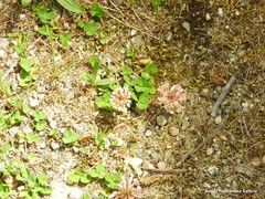 Trifolium cernuum