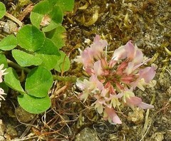 Trifolium cernuum