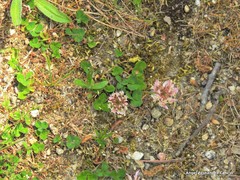 Trifolium cernuum
