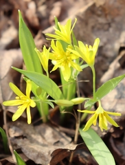 Gagea lutea