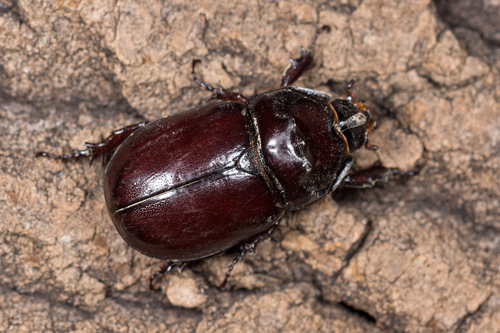 Scarabeo rinoceronte