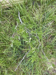 Robinia viscosa hartwigii