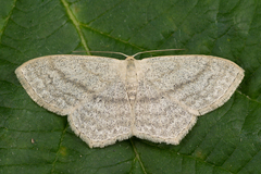 Scopula nigropunctata