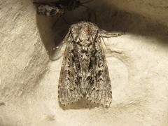 Acronicta impressa