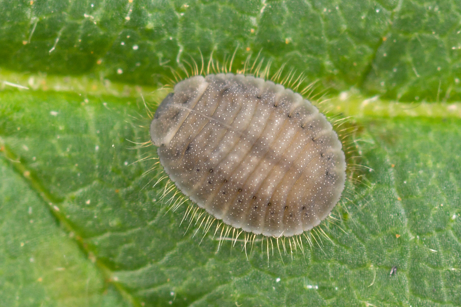 Scymninae