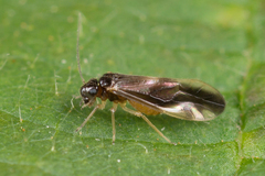 Caecilius fuscopterus