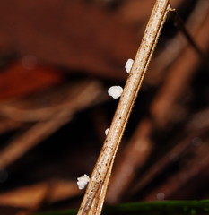 Panellus minimus
