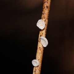 Panellus minimus