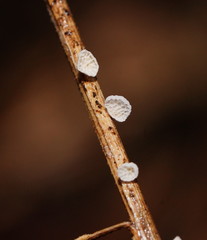 Panellus minimus