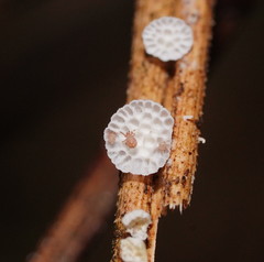 Panellus minimus