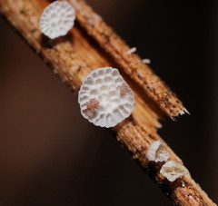 Panellus minimus