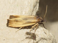 Eucosma radiatana