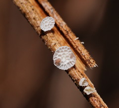 Panellus minimus