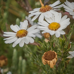 Eumorphia sericea robustior