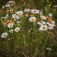 Eumorphia sericea robustior
