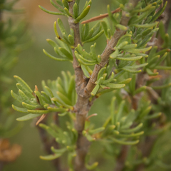 Eumorphia sericea robustior