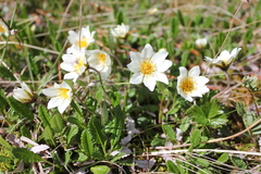 Dryas oxyodonta