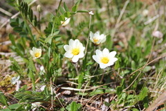 Dryas oxyodonta